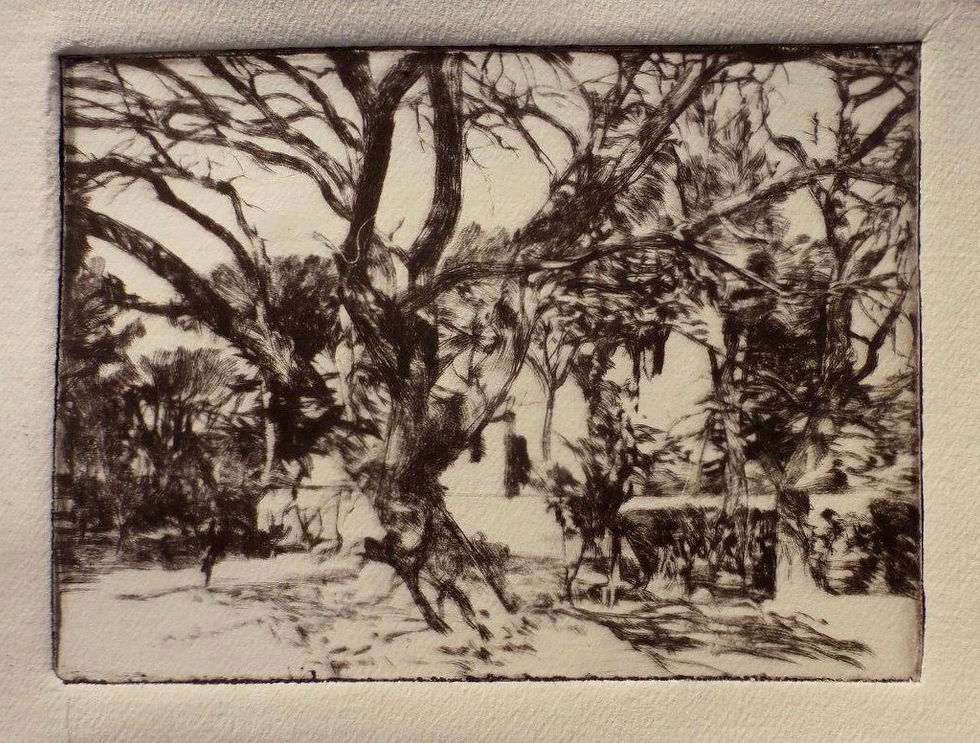 L'Arbre de Judée près de St Paul