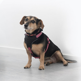 Design ohne Titel(13).png