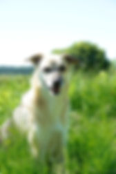 Tiere verstehen, Tiersprache, Hundesprache