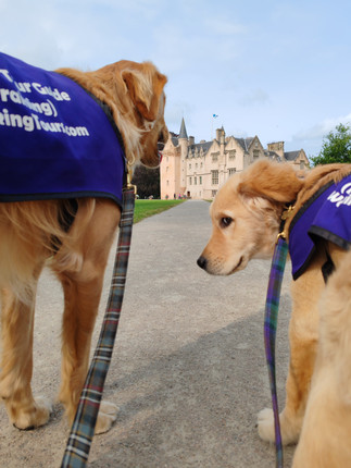 Our Golden Retriever explorers, Walter (on the left) and Arthur (on the right), stand with Walter looking ahead and Arthur is looking to the left giving side eye toward the camera. They are standing on a dirt drive that leads to Brodie Castle in the distance.