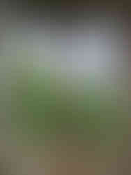 Stone  window at Huntly Castle with three arches overlooks lush green trees. The weathered stone has a rustic charm against a cloudy sky.