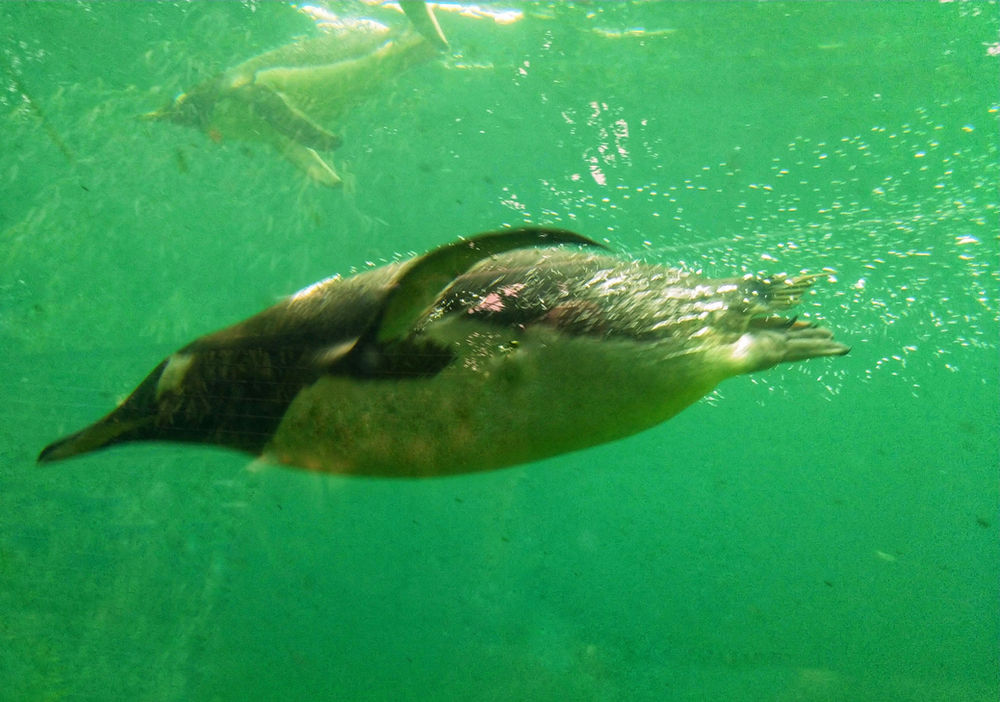 Return to Edinburgh Zoo!