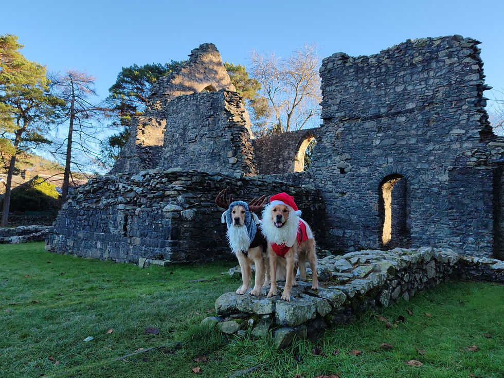Our Golden Retrievers, Arthur (in a reindeer costume) and Walter (in a Santa costume) stand on the ruins of the monastic buildings that once stood at Cross Kirk.