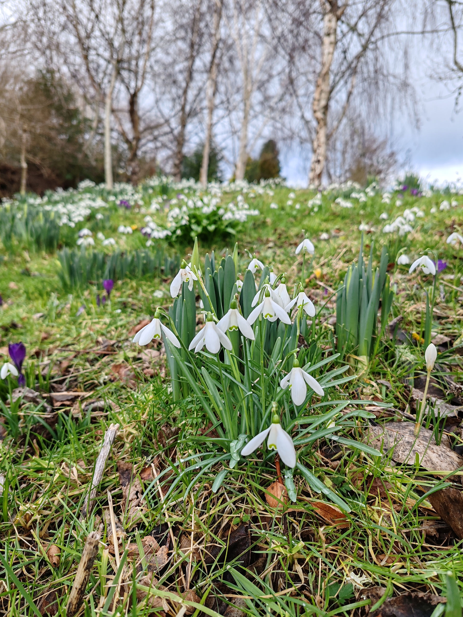 Snowdrops bloom on a grassy hill with bare trees in the background, under a cloudy sky. Touches of purple flowers add contrast.