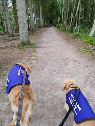 Our Golden retriever explorers, Walter (on the left) and Arthur (on the right) have their backs toward the camera as they walk along a dirt path in the woodland at Brodie Castle.