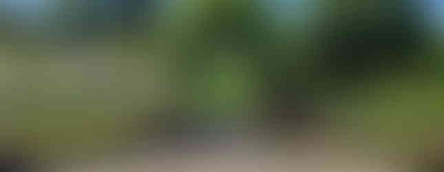 Beautiful garden scene with stone pathway, lush green grass, and vibrant flowerbeds. An archway of ivy leads to more greenery under a blue sky.