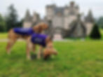 Our Golden Retriever explorers, Arthur and Walter, stand on the green grass with Castle Fraser in the background. You can see Walter's profile as he looks off at something. Arthur has his head down and is smelling something on the grass right in front of his front legs.