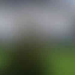 A lit Christmas tree stands on green grass before a historic building- Traquair House. People gather near stalls under canopies. It's overcast and festive.