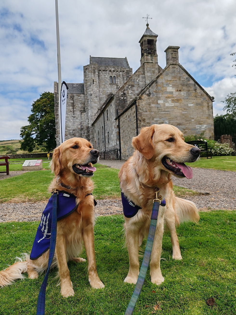 Our Golden Retriever explorers, Walter (sitting on the left) and Arthur (standing on the right) pose on green grass, in front of a historic stone building, Torphichen Preceptory, under a partly cloudy sky.