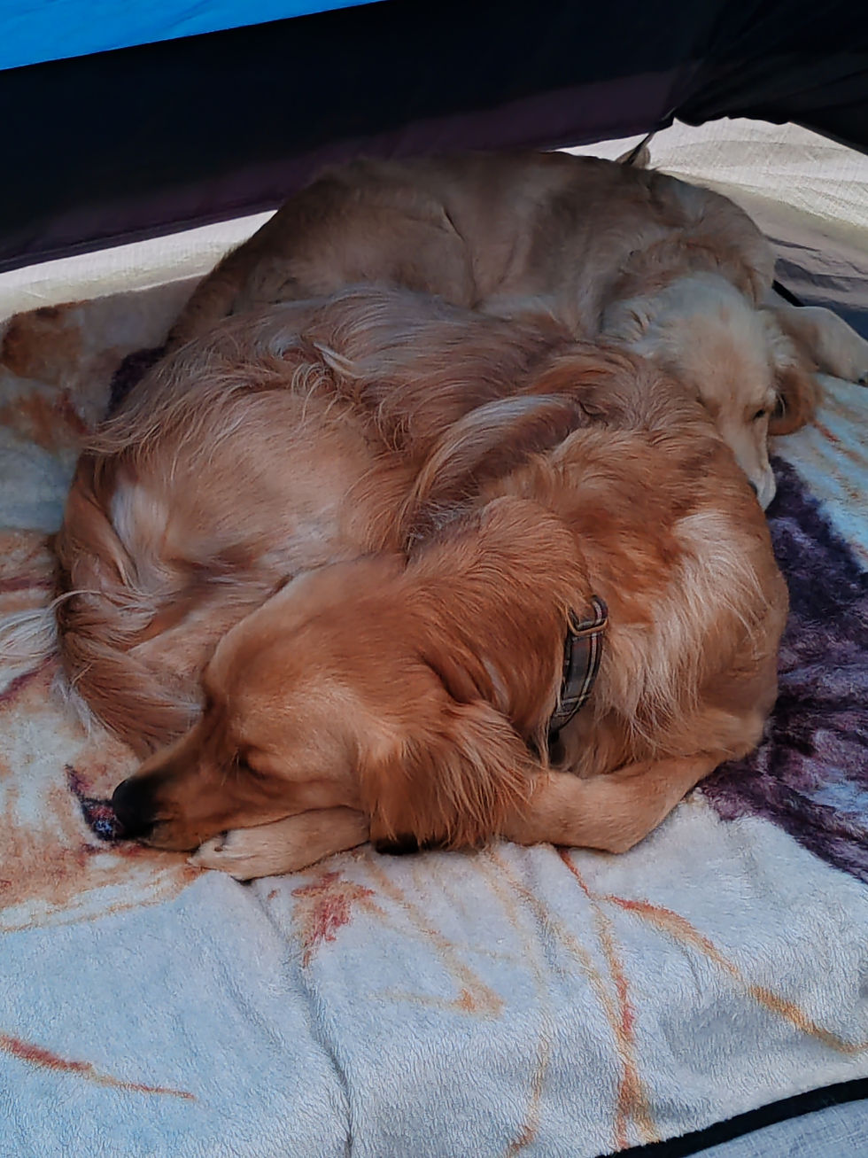 Our Golden Retrievers, Walter and Arthur, cuddle together on a dog bed.