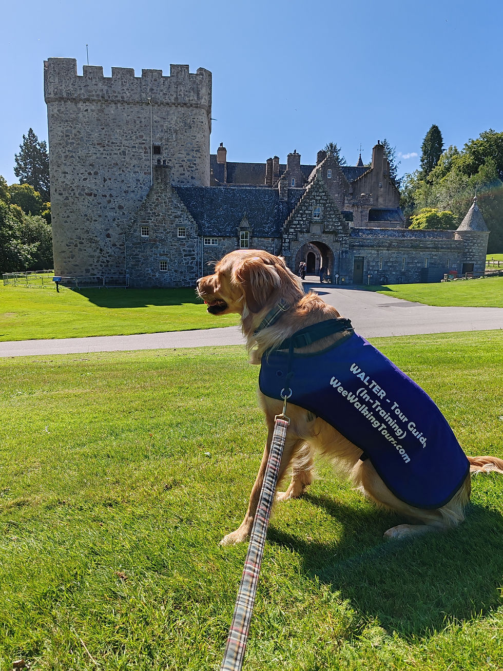 Our Golden Retriever explorer, Walter, smiles as he poses in front of Drum Castle. He is sitting on the green grass in the sunlight.