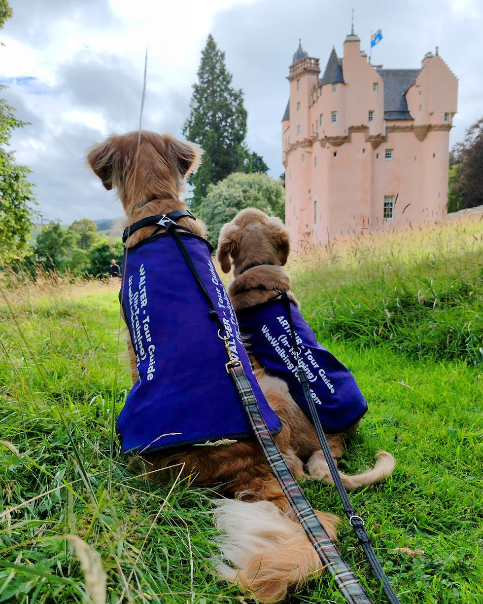 Our Golden Retrievers, Walter and Arthur, sit in the grass and are facing away from the camera as they look towards Craigievar Castle in the background.