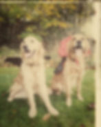 Our Golden Retriever explorers, Arthur and Walter, in capes sit on grass against an autumnal tree backdrop. Arthur is wearing a black bat wing cape and Walter is wearing a Dracula cape that is black on the outside but red on the inside. Both appear playful and joyful.