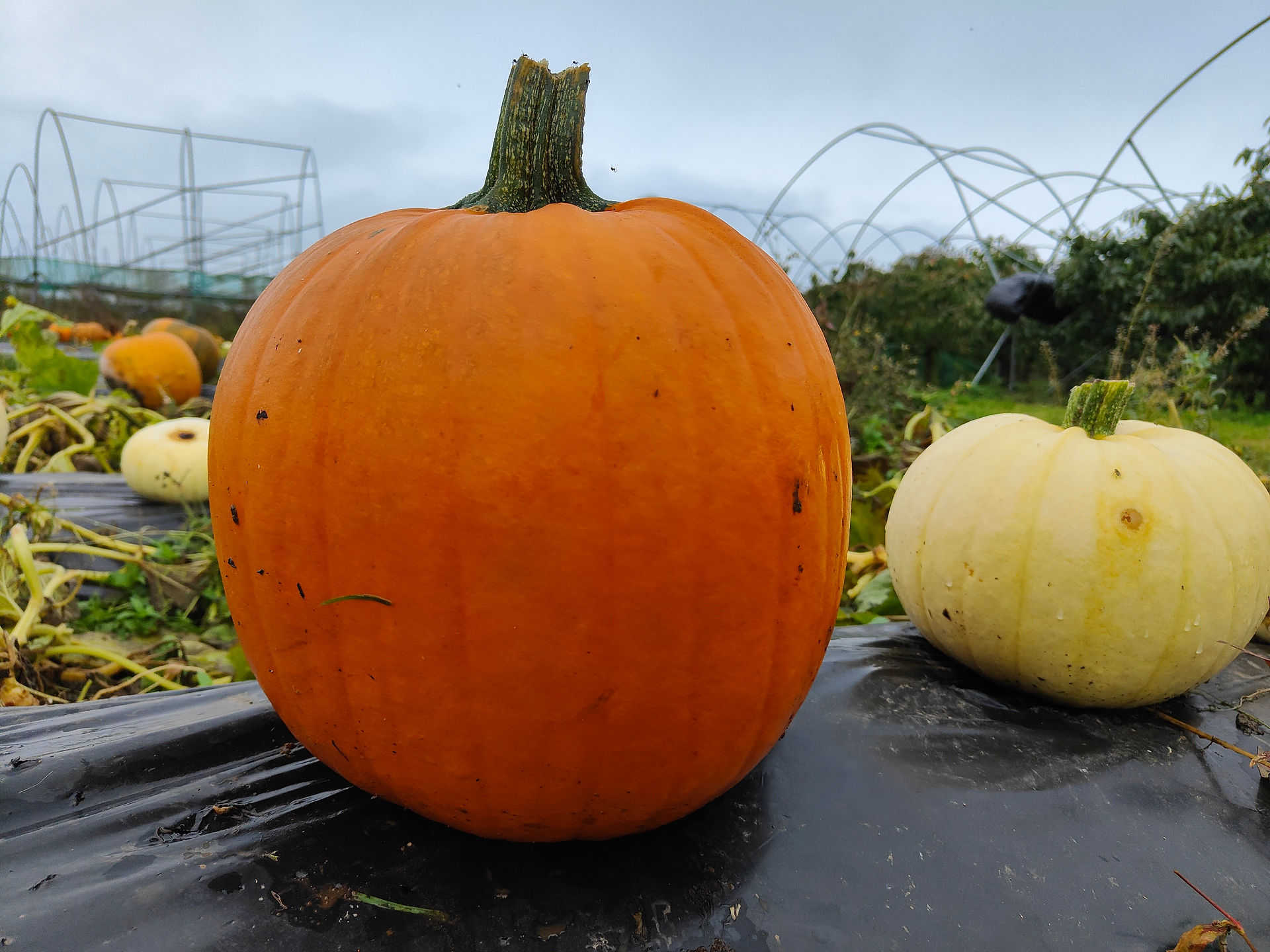 On the left side is a large orange pumpkin and on the right side is a wee yellow pumpkin.