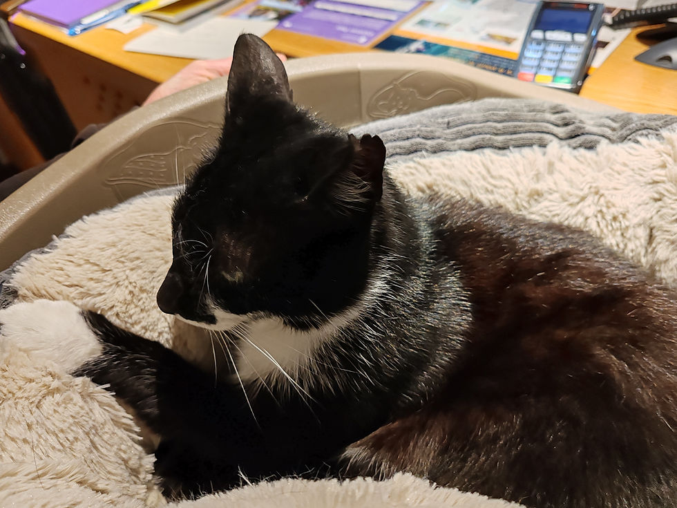 Black and white cat resting in a cozy beige pet bed on a wooden table, surrounded by books and documents. Calm and relaxed mood.
