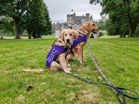 Our Golden Retriever explorers, Arthur (sitting in the front) and Walter (sitting behind Arthur) are both looking away from the camera. They are sitting on green grass with trees and Castle Fraser in the background.