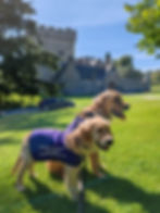 Our Golden Retriever explorers, Arthur and Walter, pose in front of a beautiful stone castle. They are standing on grass and in the sunlight.