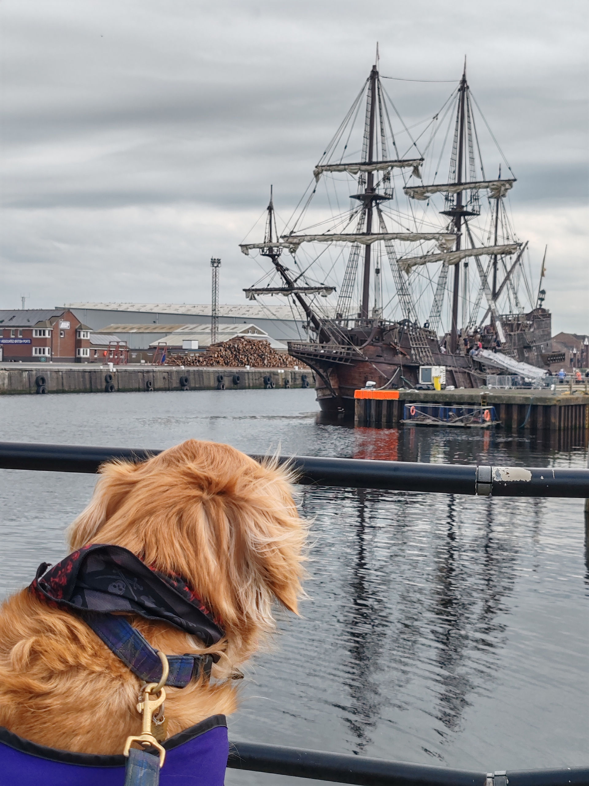 Our Golden Retriever explorer, Walter stands  on a pier at Ayr Harbour. He is looking off in the distance at the Spanish Galleon- Galeón Andalucía.