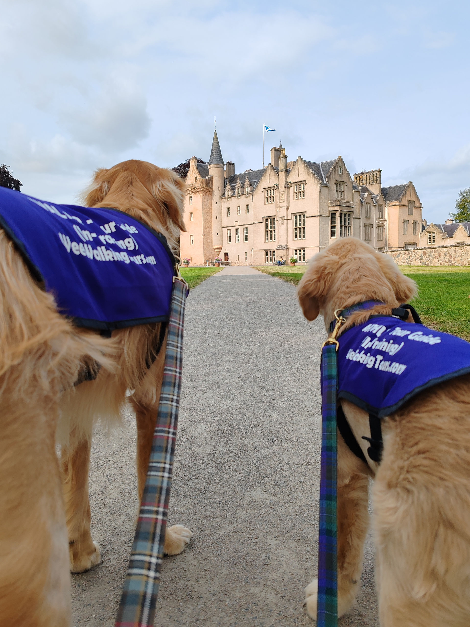 Our Golden Retriever explorers, Walter (on the left) and Arthur (on the right), stand with their back to the camera, facing the distance. They are standing on a dirt drive that leads to Brodie Castle in the distance.