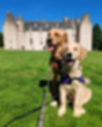 Our Golden Retriever explorers, Arthur and Walter, sit on the green grass and smile as they pose in front of Drum Castle.