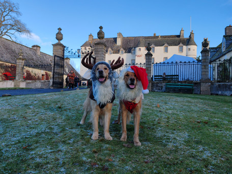 Our Golden Retriever explorers, Arthur (dressed as a reindeer) and Walter (dressed as Santa) stand on frosty grass in front of a large historic house, Traquair House. Clear sky and bare trees background.