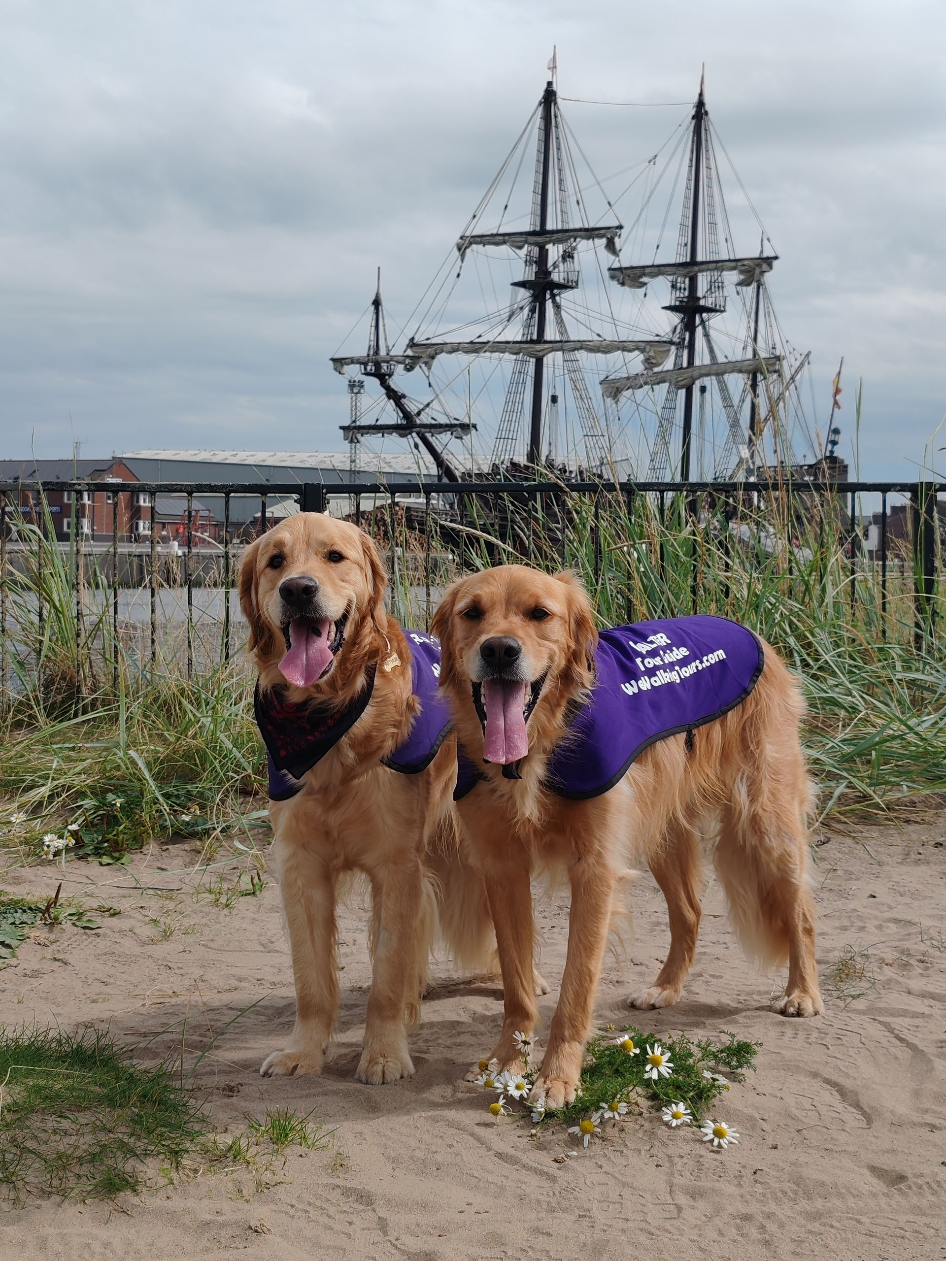 Our Golden Retriever explorers, Arthur and Walter, stand on a sandy beach with a tall sailing ship, the Spanish Galleon- Galeón Andalucía- and cloudy sky over Ayr harbour behind.