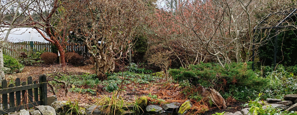 A tranquil garden scene with a pond, lush green shrubs, bare trees, and a wooden fence under a cloudy sky, evokes calmness.