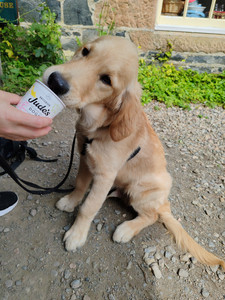 Our Golden Retriever puppy, Arthur, eagerly licks from a small container of Jude's doggy ice cream.