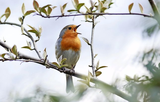 Quand les oiseaux chantent...
