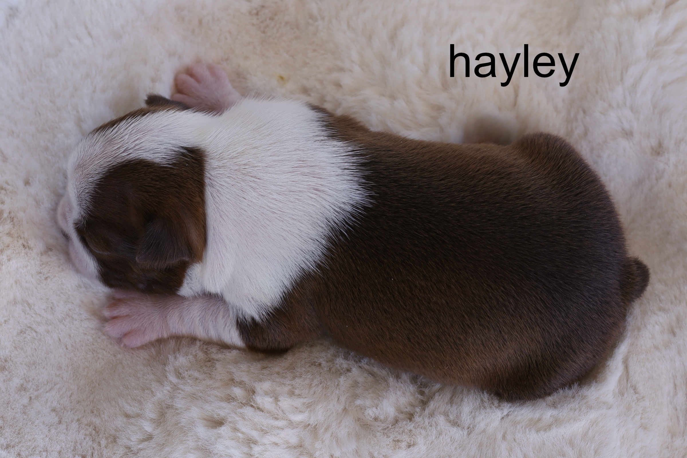 Hayley
