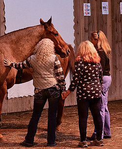 Horse Image 1.jpg