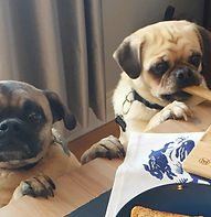 Pugs.jpeg