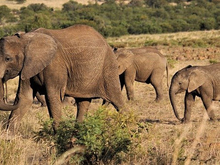 WK 20 - He Leads And We Follow. Just, That Simple.