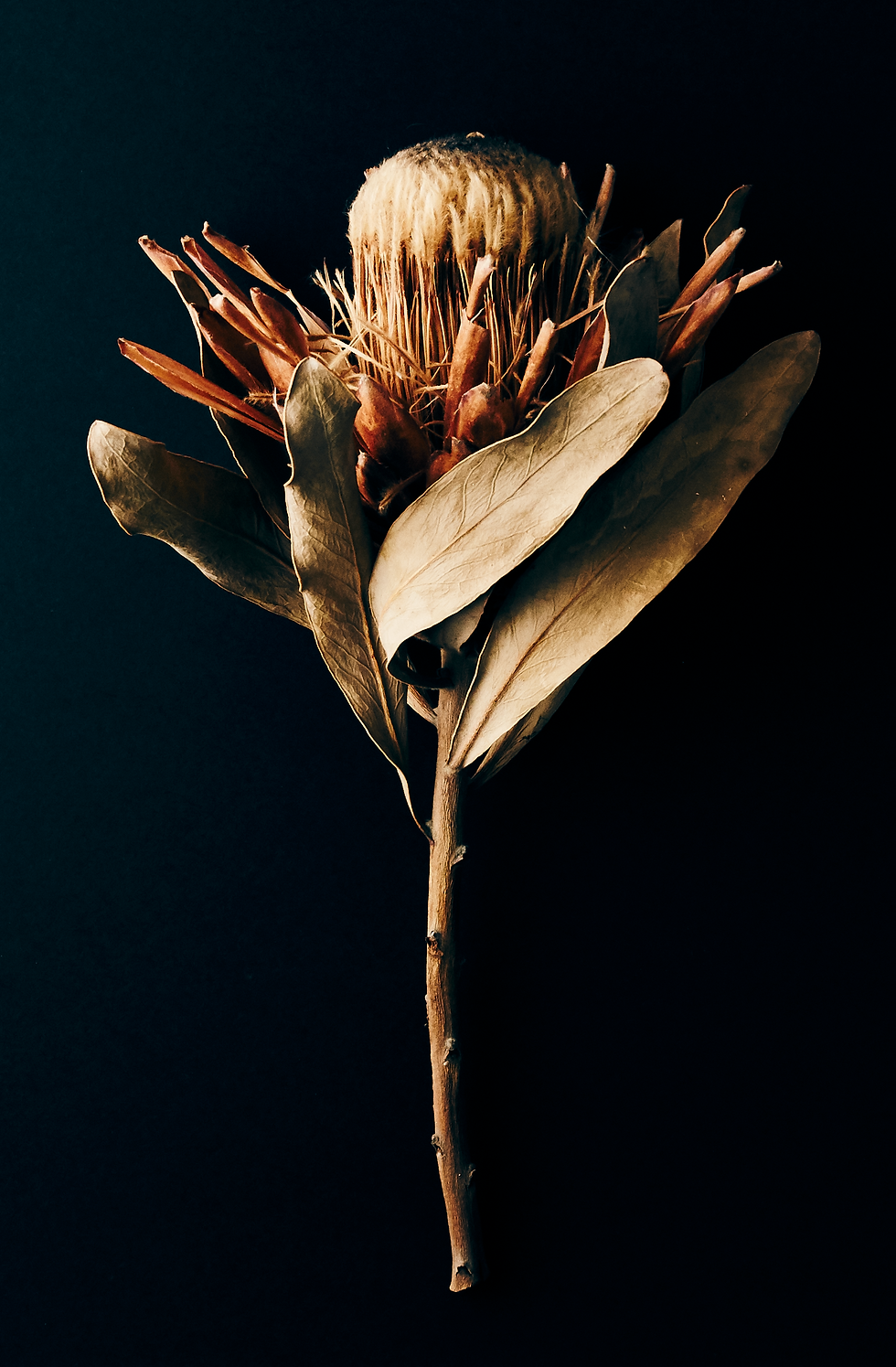 Beauty In Death Series