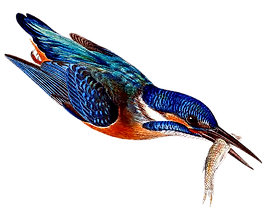 bird-7113641_960_720_edited.png