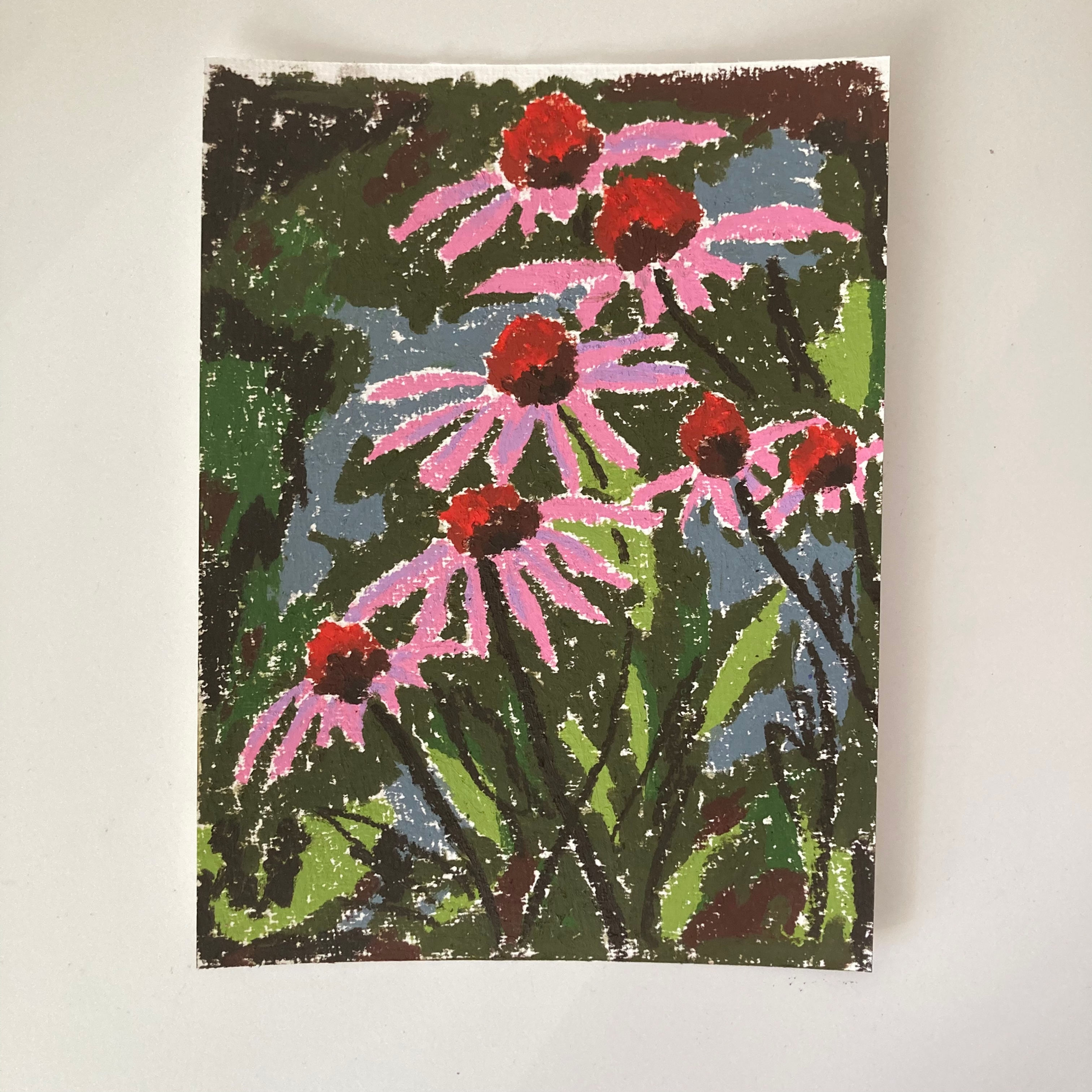Echinacea Garden