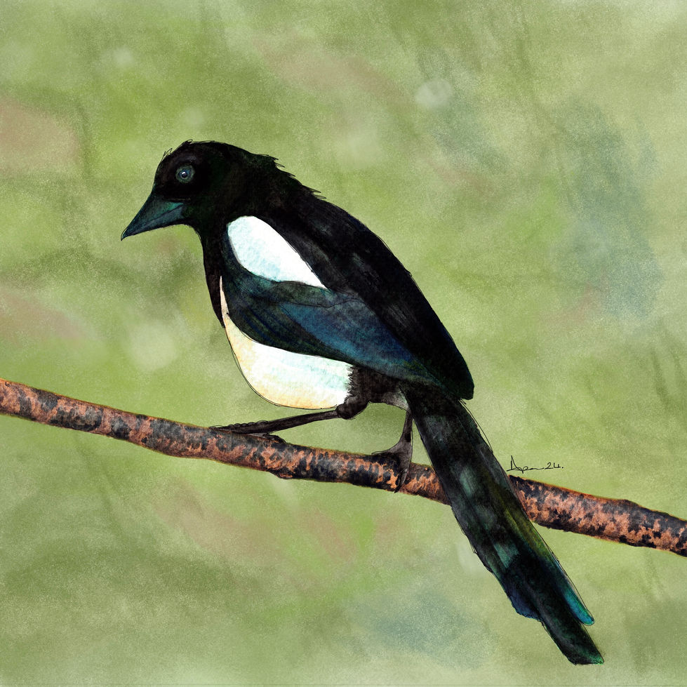 watercolour magpie