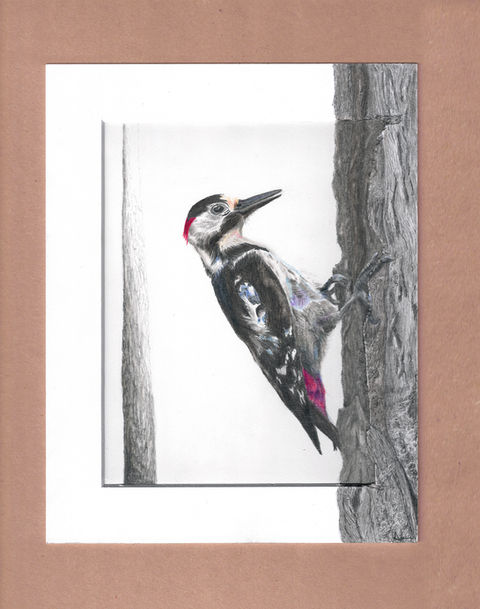 Woodpecker in pencil