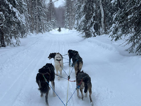 Experience the Magic of Alaska Dog Sledding Tours
