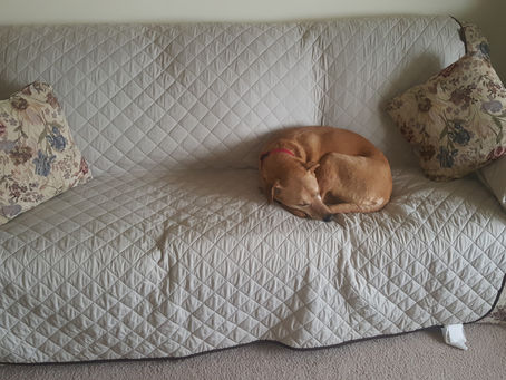 My Dog is a Karen - Toy Mayhem