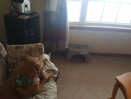 My Dog is a Karen – Dog Injustice