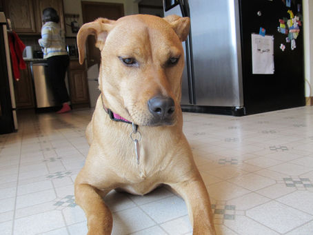 My Dog is a Karen – Furry Cold Shoulder