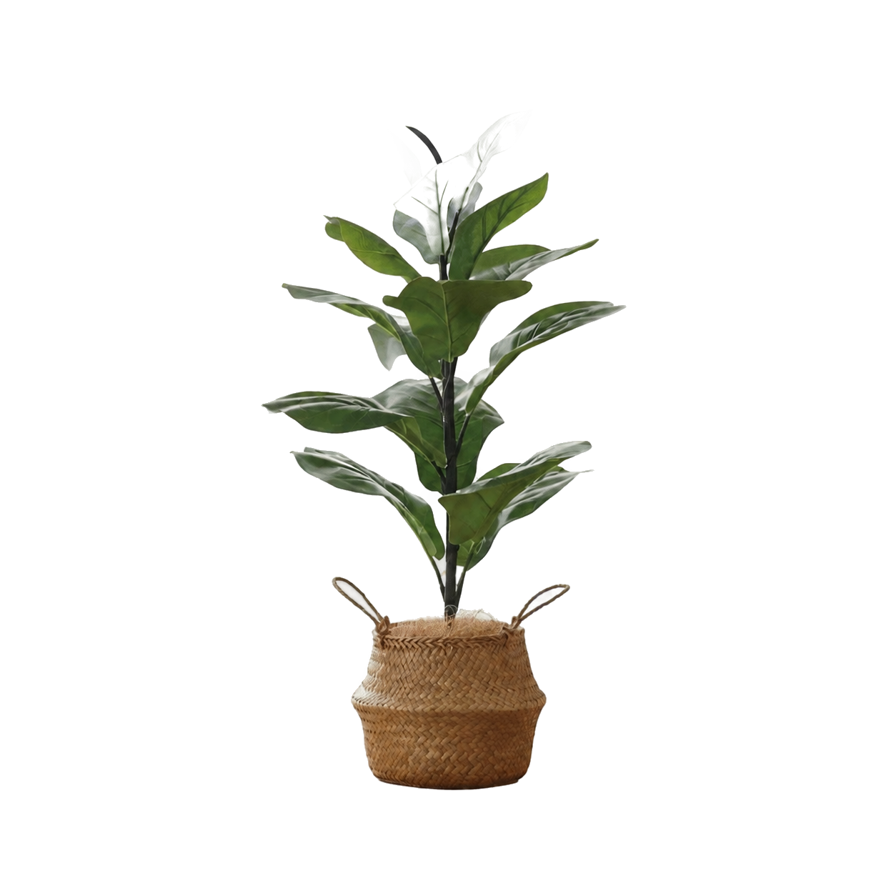 S小型-Fiddle Leaf Fig 琴葉榕