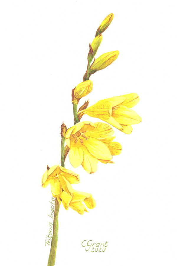 Tritonia lineata