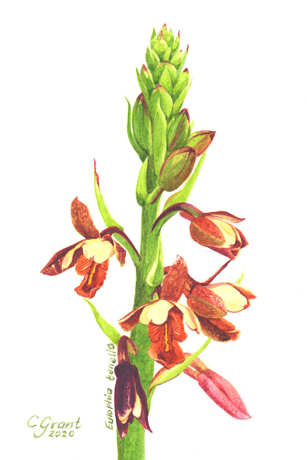 Eulophia tenella