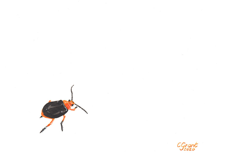 Bold Bug