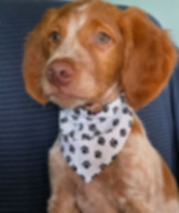 Paw Print Bandana (white)
