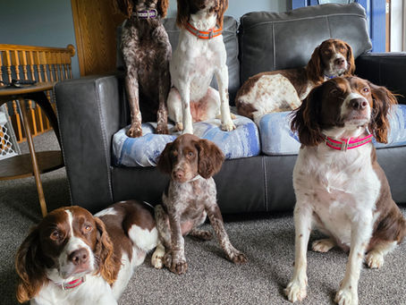 You can never have too many dogs...