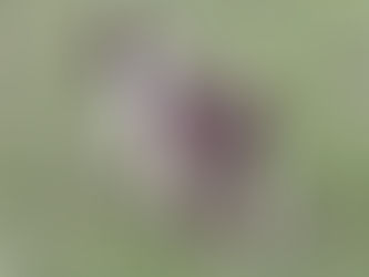 Adventures of Timmy...