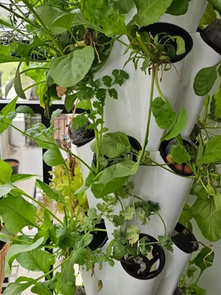"Aeroponic tower price India" 2026 — Phooldaan Nova tower growing herbs on Indian apartment balcony"